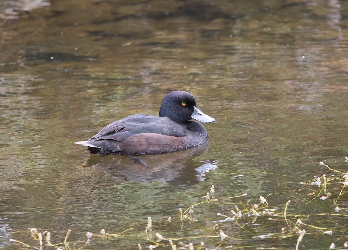 New Zealand Scaup - Andrew Wilson