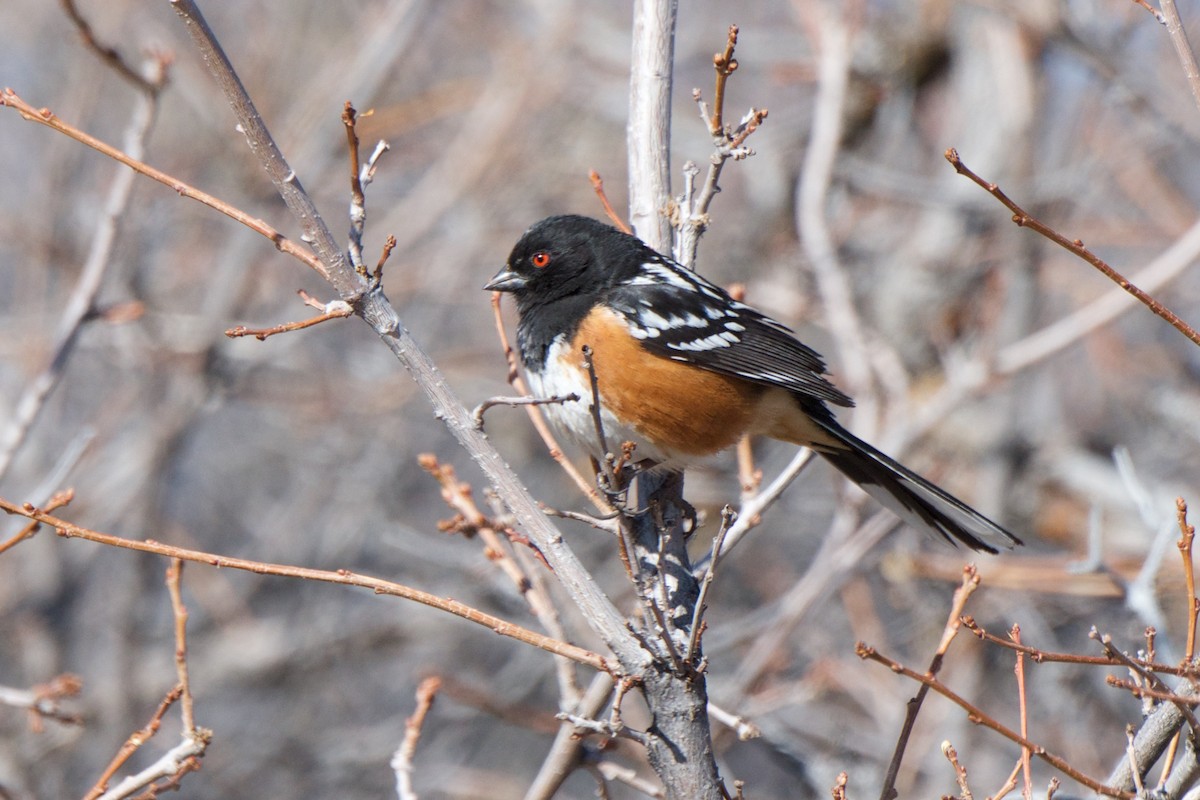 Spotted Towhee - ML241231431