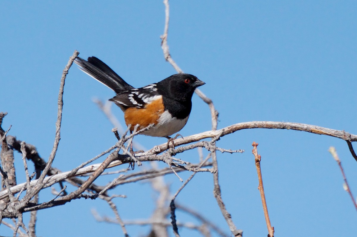 Spotted Towhee - ML241231491