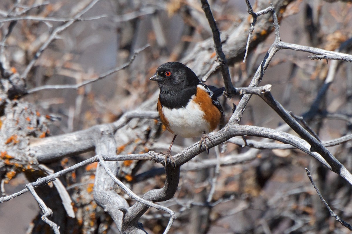 Spotted Towhee - ML241231501