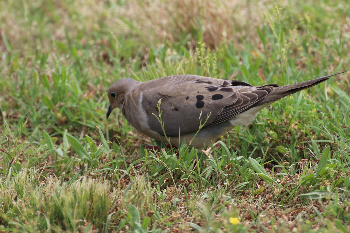 Mourning Dove - Karen & Tom Beatty