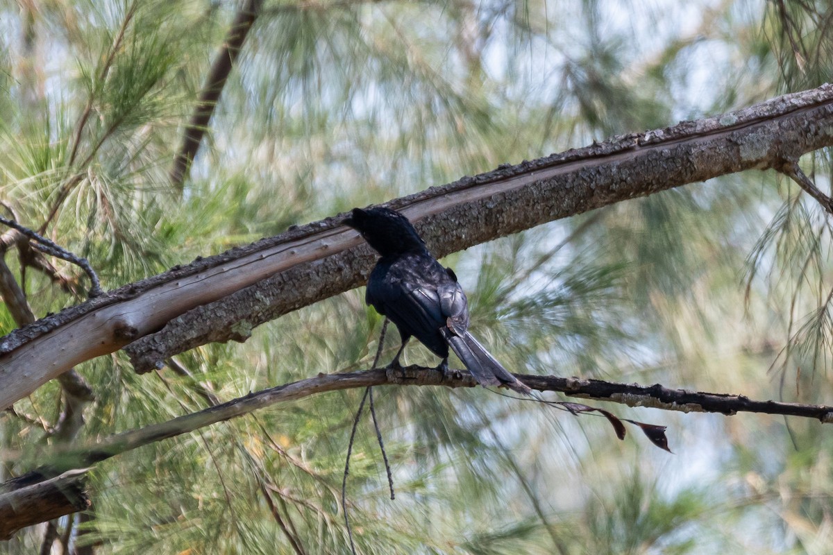 Greater Racket-tailed Drongo - ML241232501