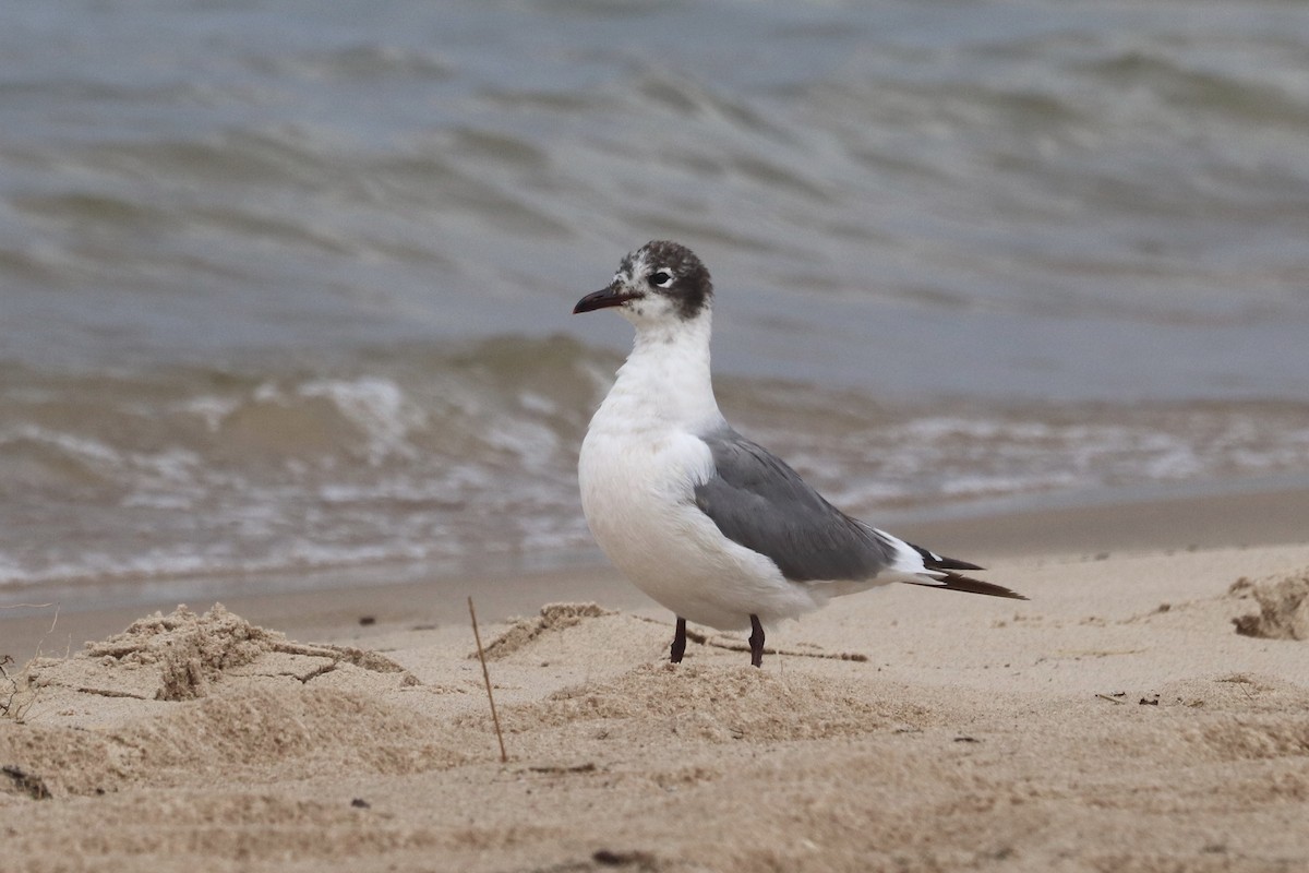 Franklin's Gull - ML241233141