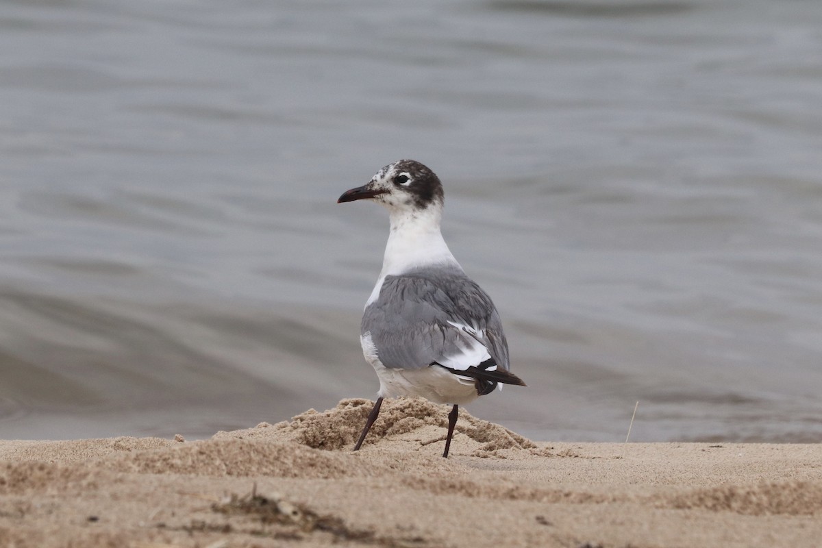 Franklin's Gull - ML241233201