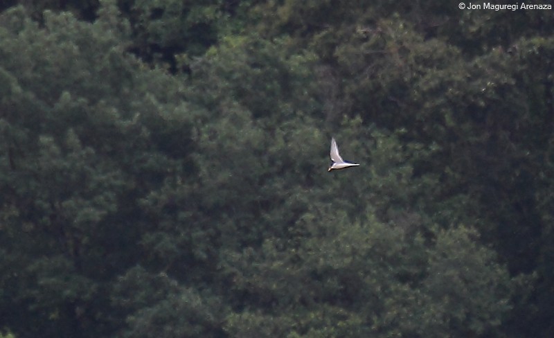 Little Tern - ML241234011