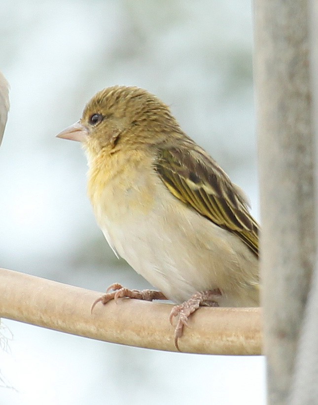 Little Weaver - ML241237101