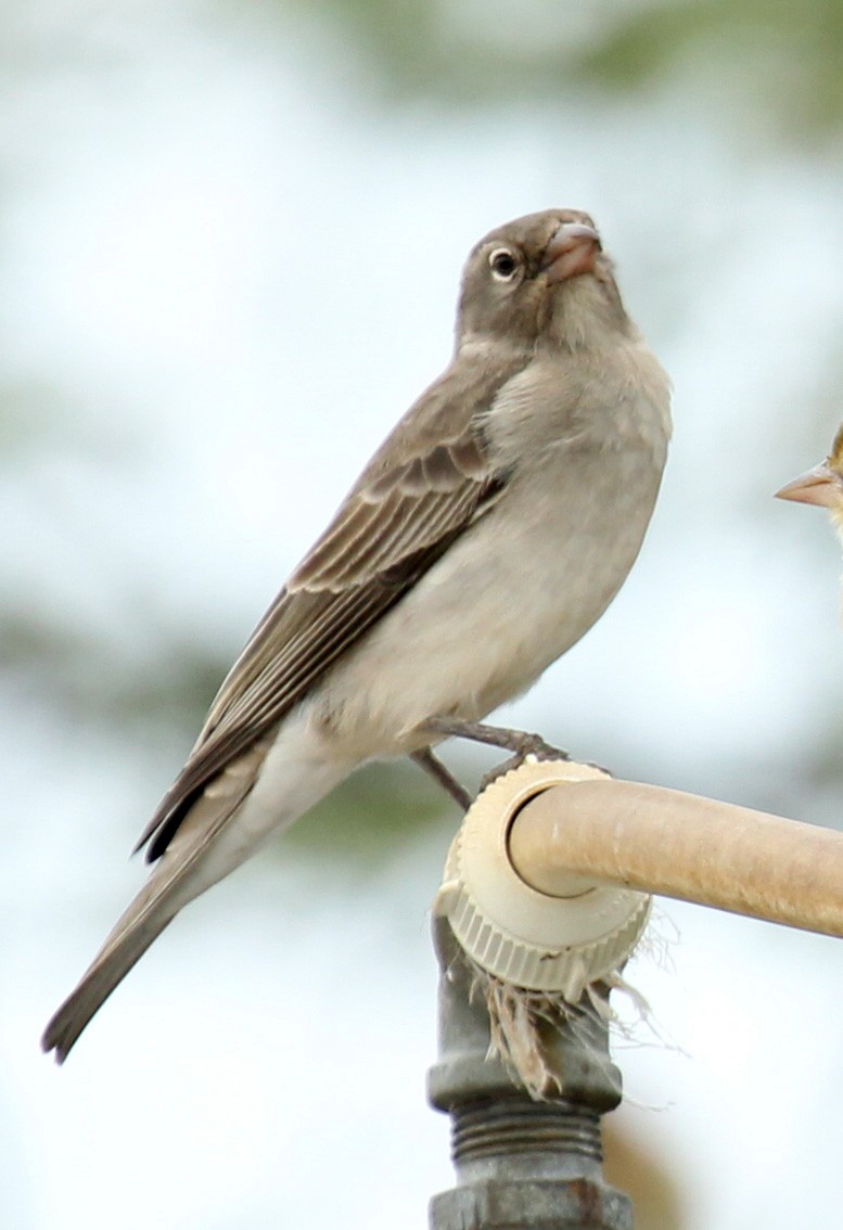 Yellow-spotted Bush Sparrow - ML241237211