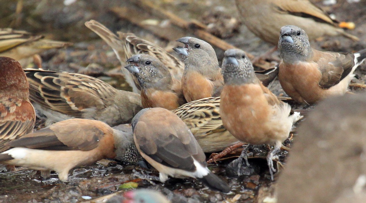 Gray-headed Silverbill - ML241237291