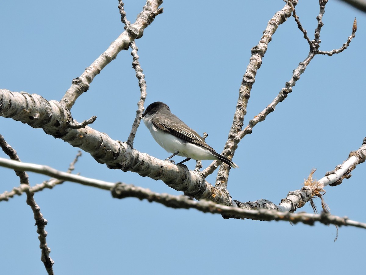 Eastern Kingbird - ML241237361