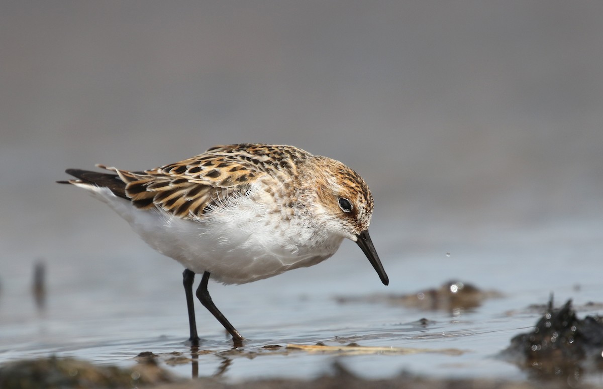 Little Stint - ML241238131