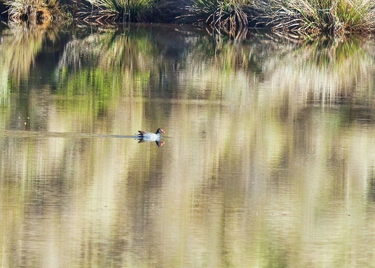 Common Gallinule - ML241239131