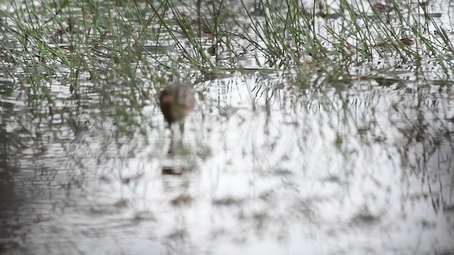 White-browed Crake - ML241239211