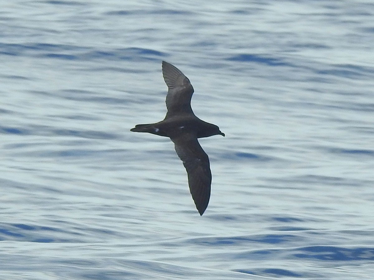 Trindade Petrel - bob butler