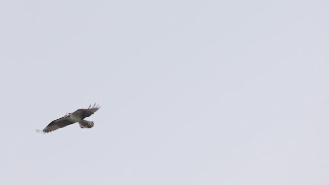 Osprey (carolinensis) - ML241239371