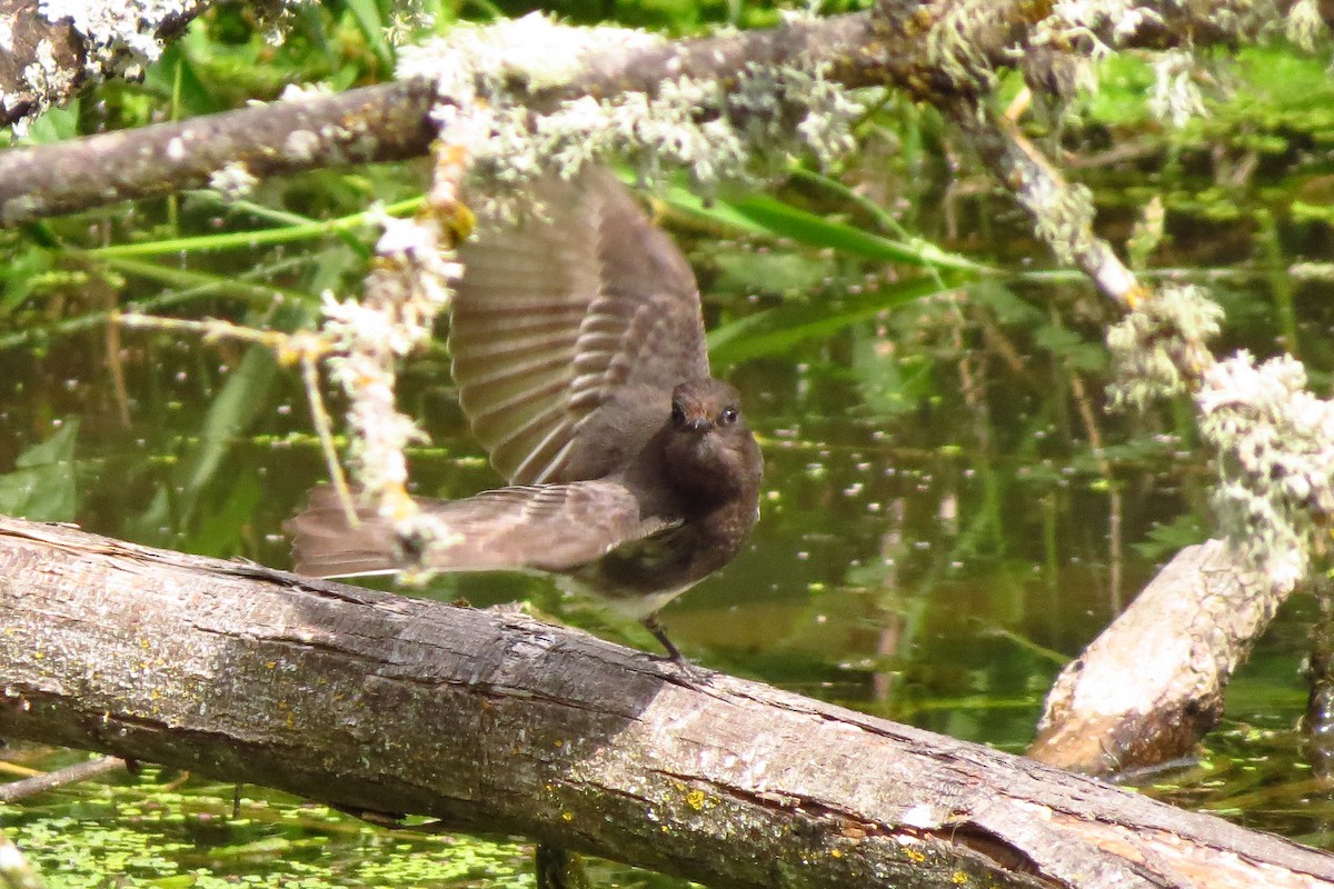 Black Phoebe - Andrew Rivinus