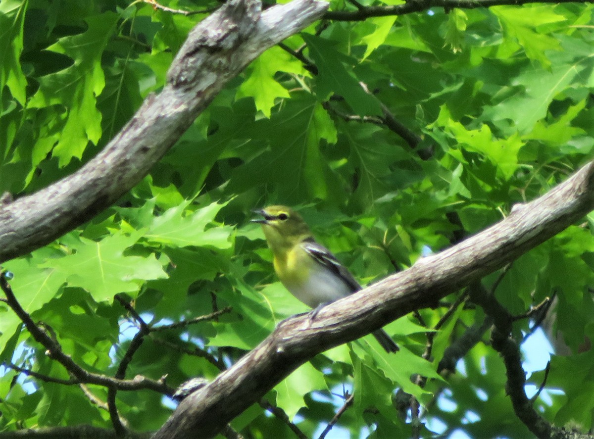 Yellow-throated Vireo - ML241241761