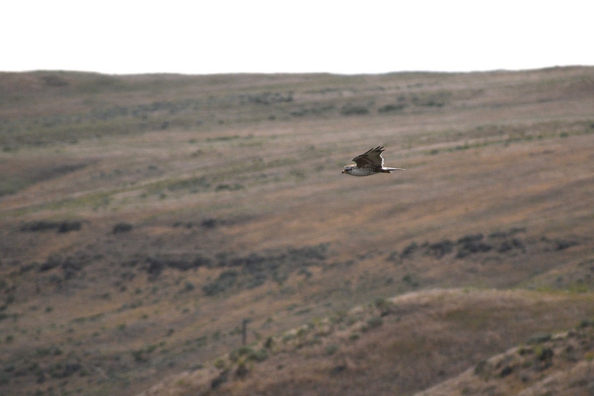 Ferruginous Hawk - ML241241841