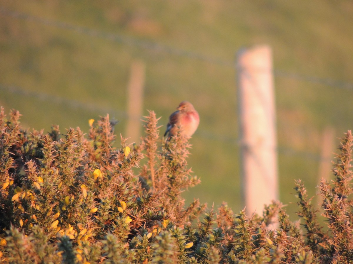 Eurasian Linnet - Catriona Leven