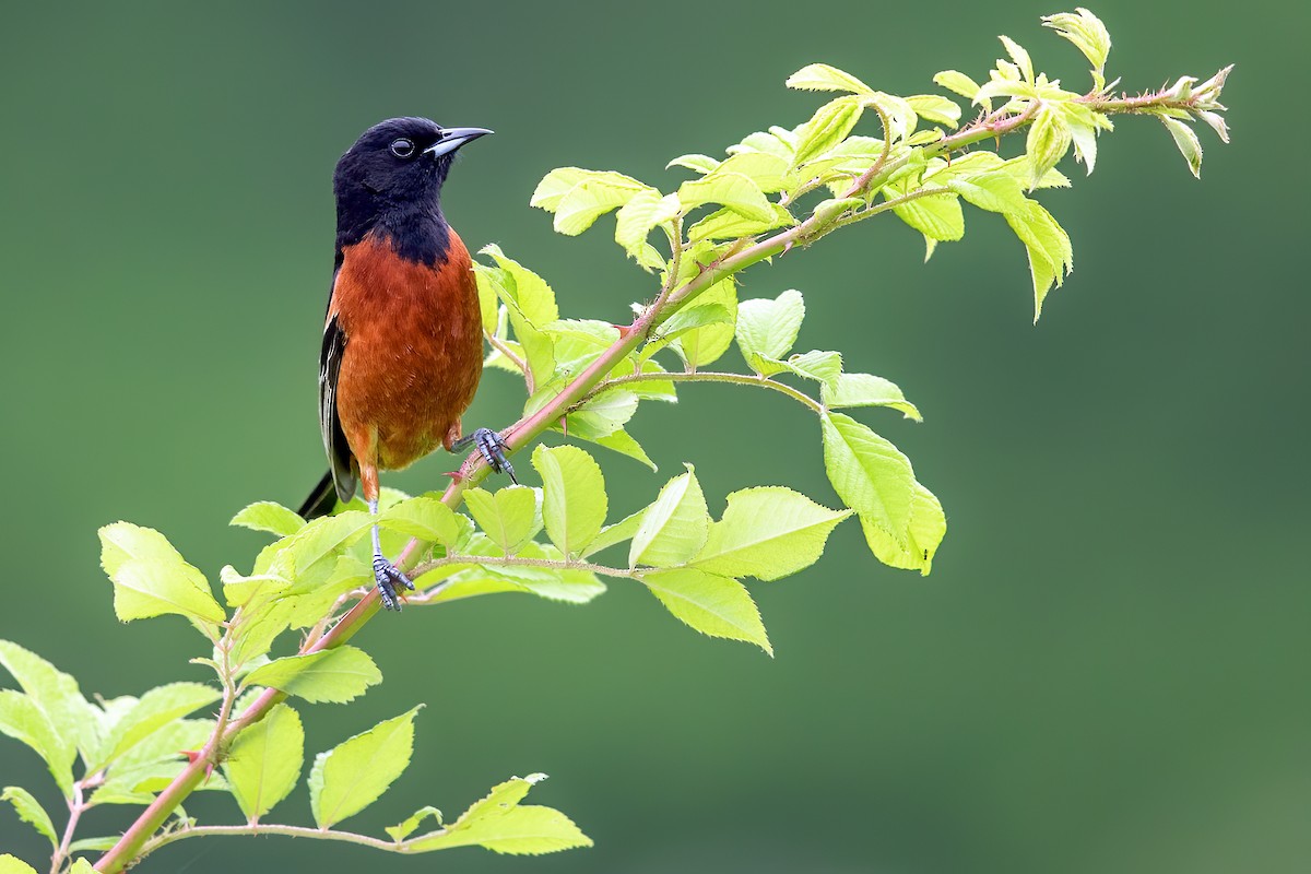 Orchard Oriole - ML241243151