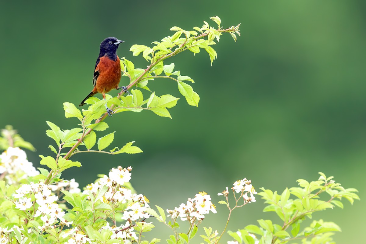 Orchard Oriole - ML241243191