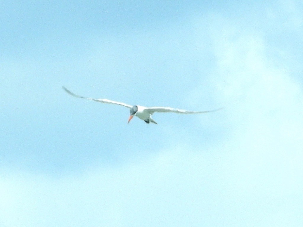 Caspian Tern - ML241243891