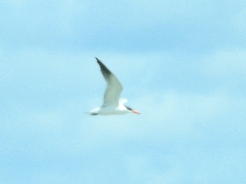 Caspian Tern - ML241243911