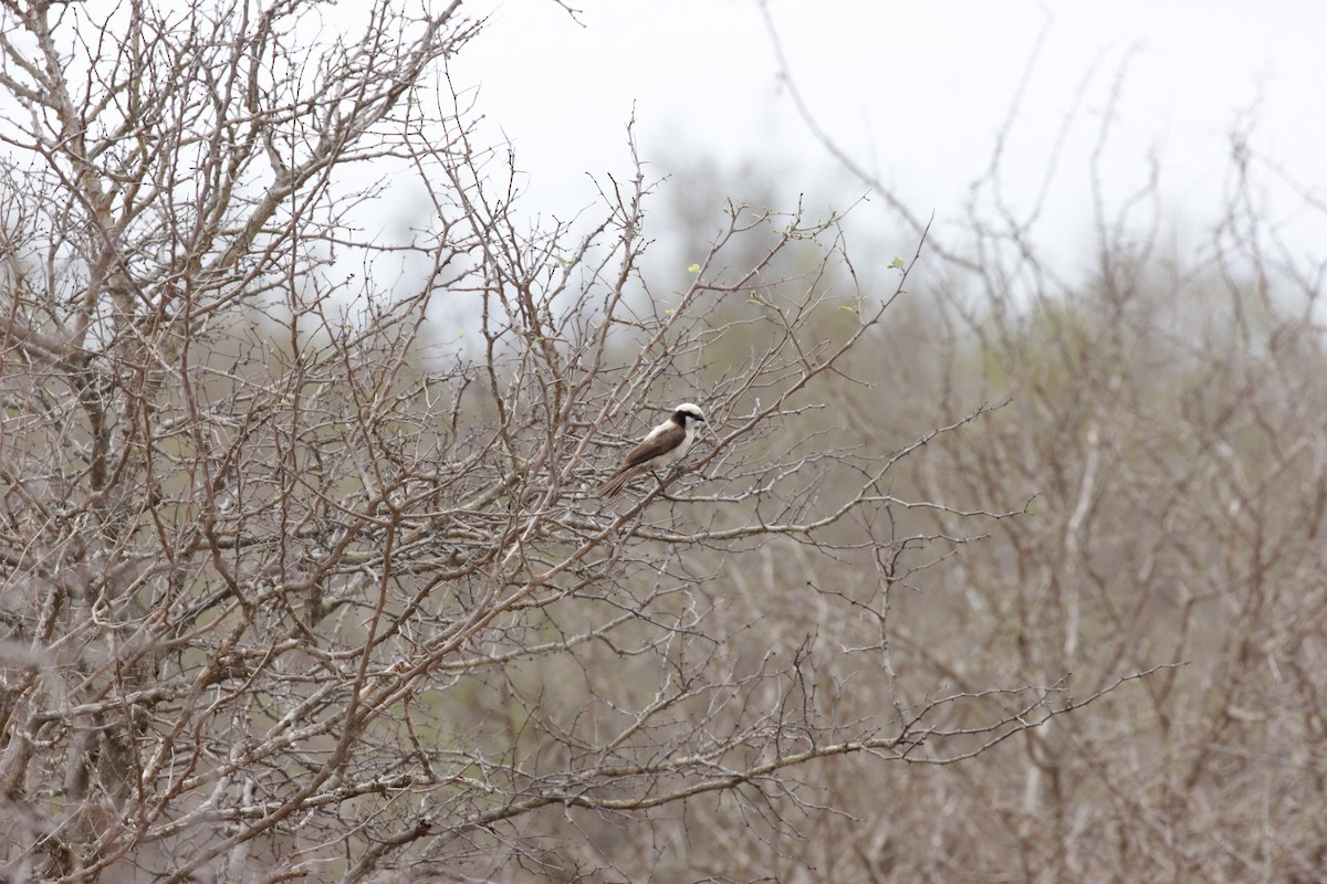 White-crowned Shrike - Doug Korver