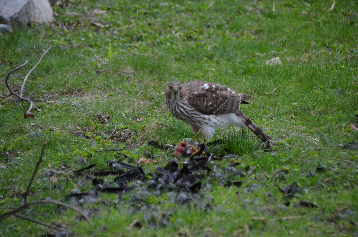 Cooper's Hawk - Christopher Theile