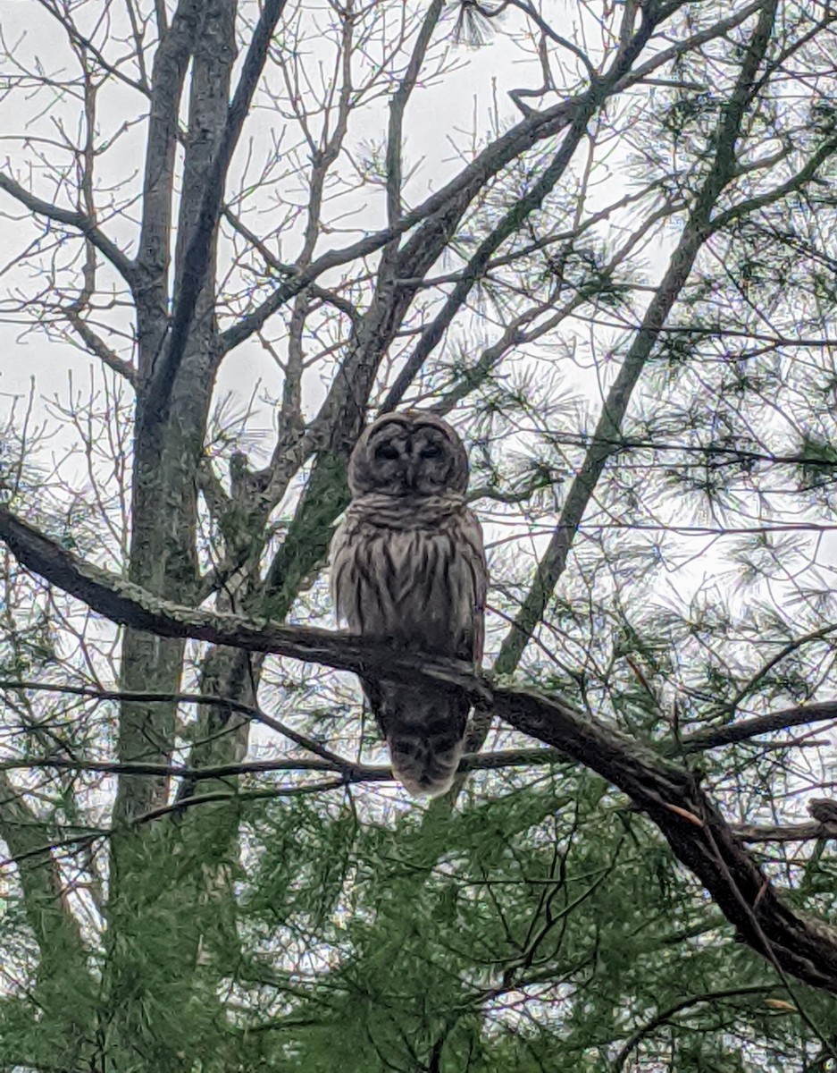 Barred Owl - Christopher Theile