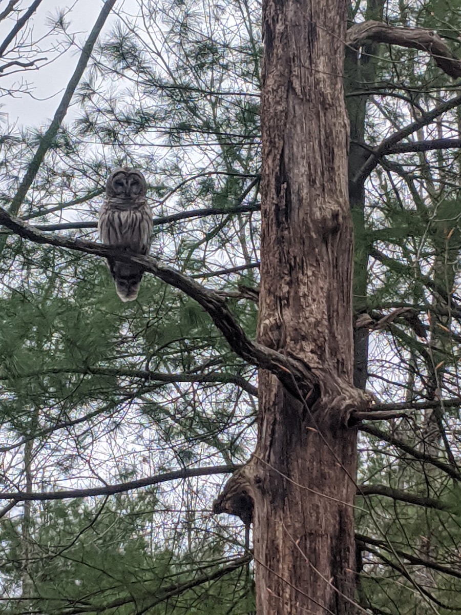 Barred Owl - ML241248681