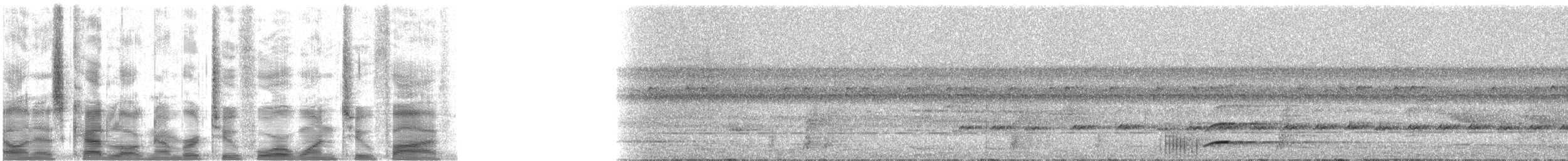 Toucan à bec rouge (cuvieri/inca) - ML24125