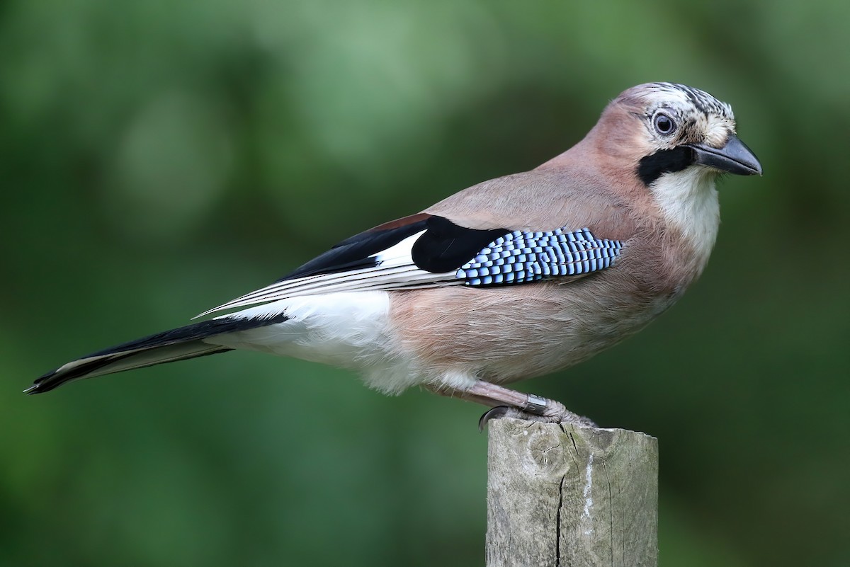 Eurasian Jay - John Higgins
