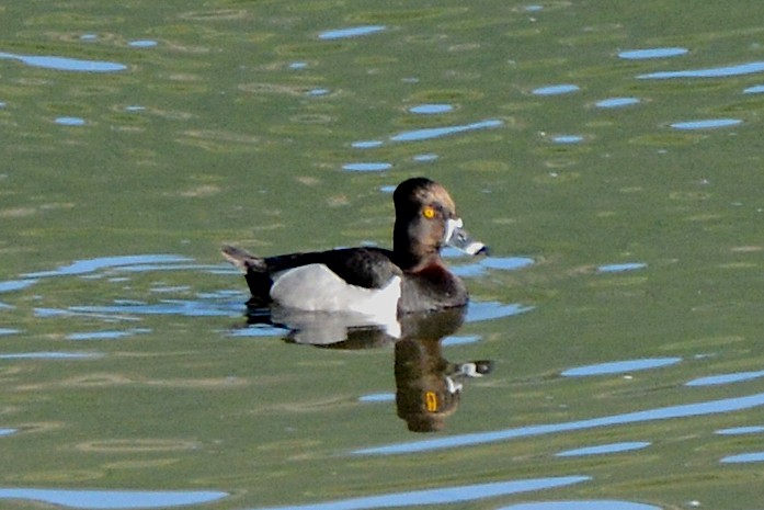 Ring-necked Duck - ML241252671
