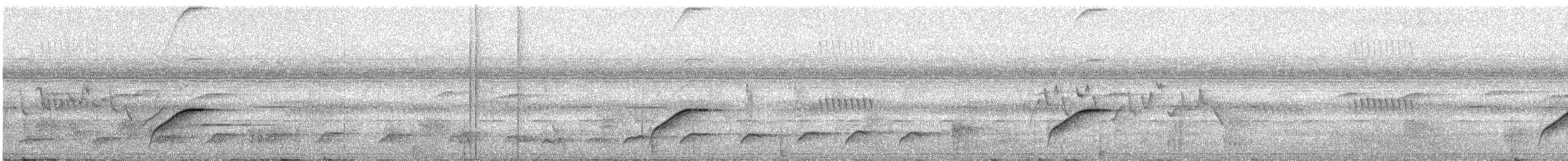 hvithalesanger (lopezi) - ML24125321