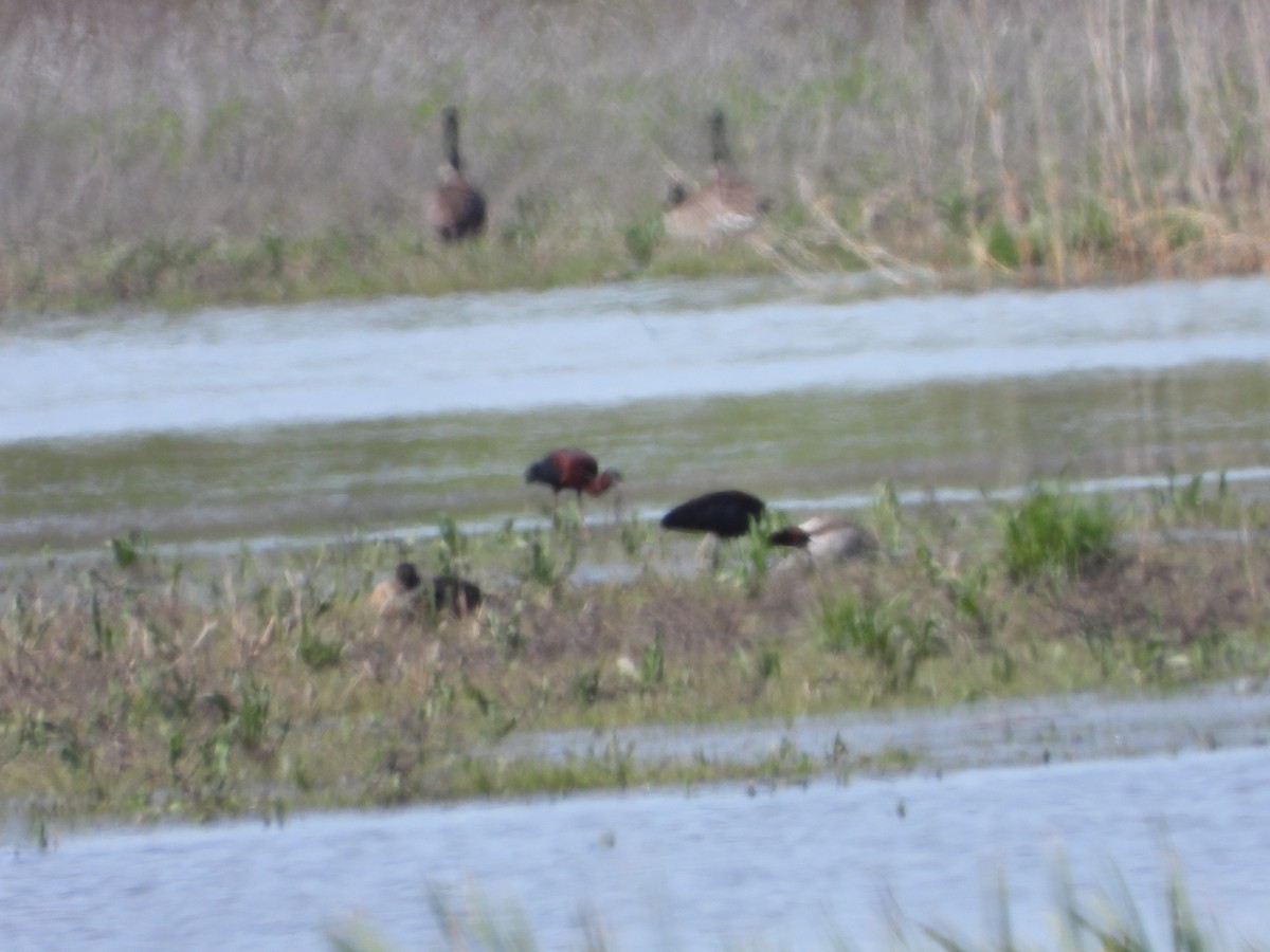 Glossy Ibis - George Prieksaitis