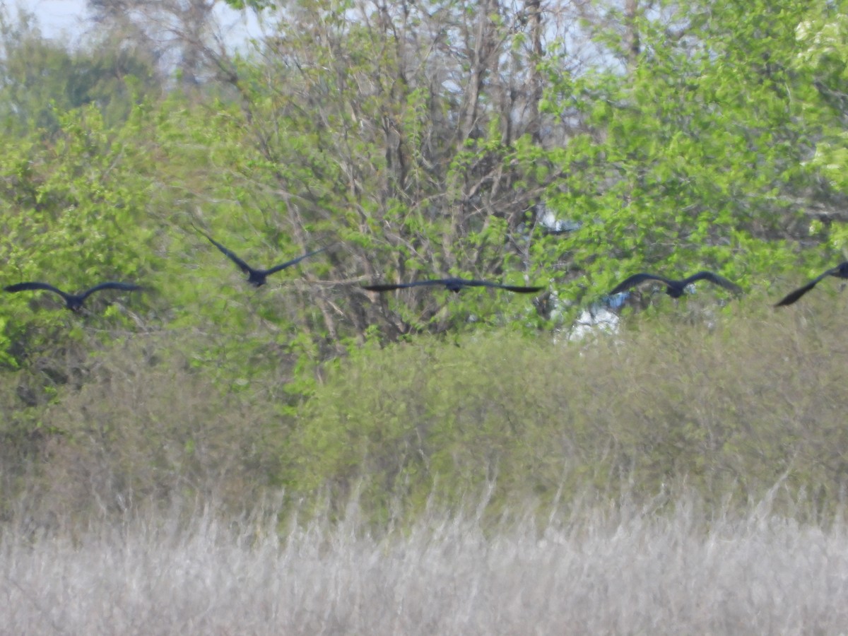 Glossy Ibis - George Prieksaitis