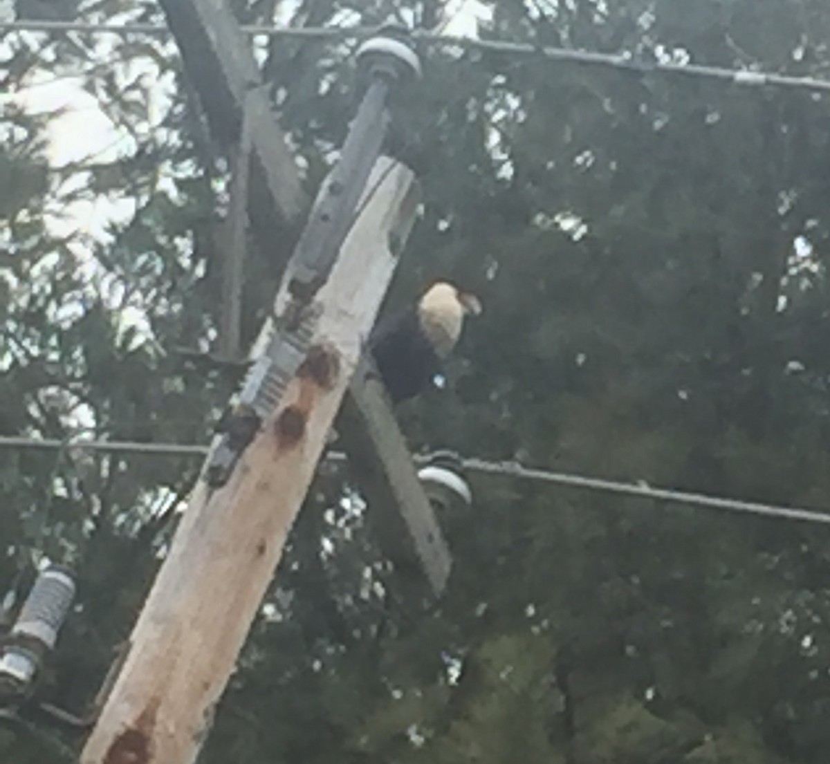 Crested Caracara (Northern) - ML24125801