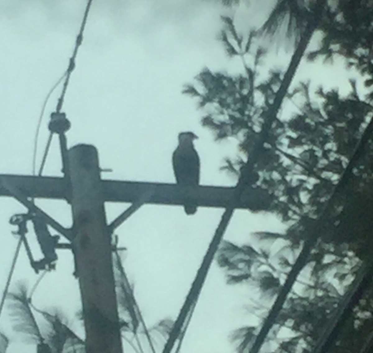 Caracara Carancho (norteño) - ML24125811