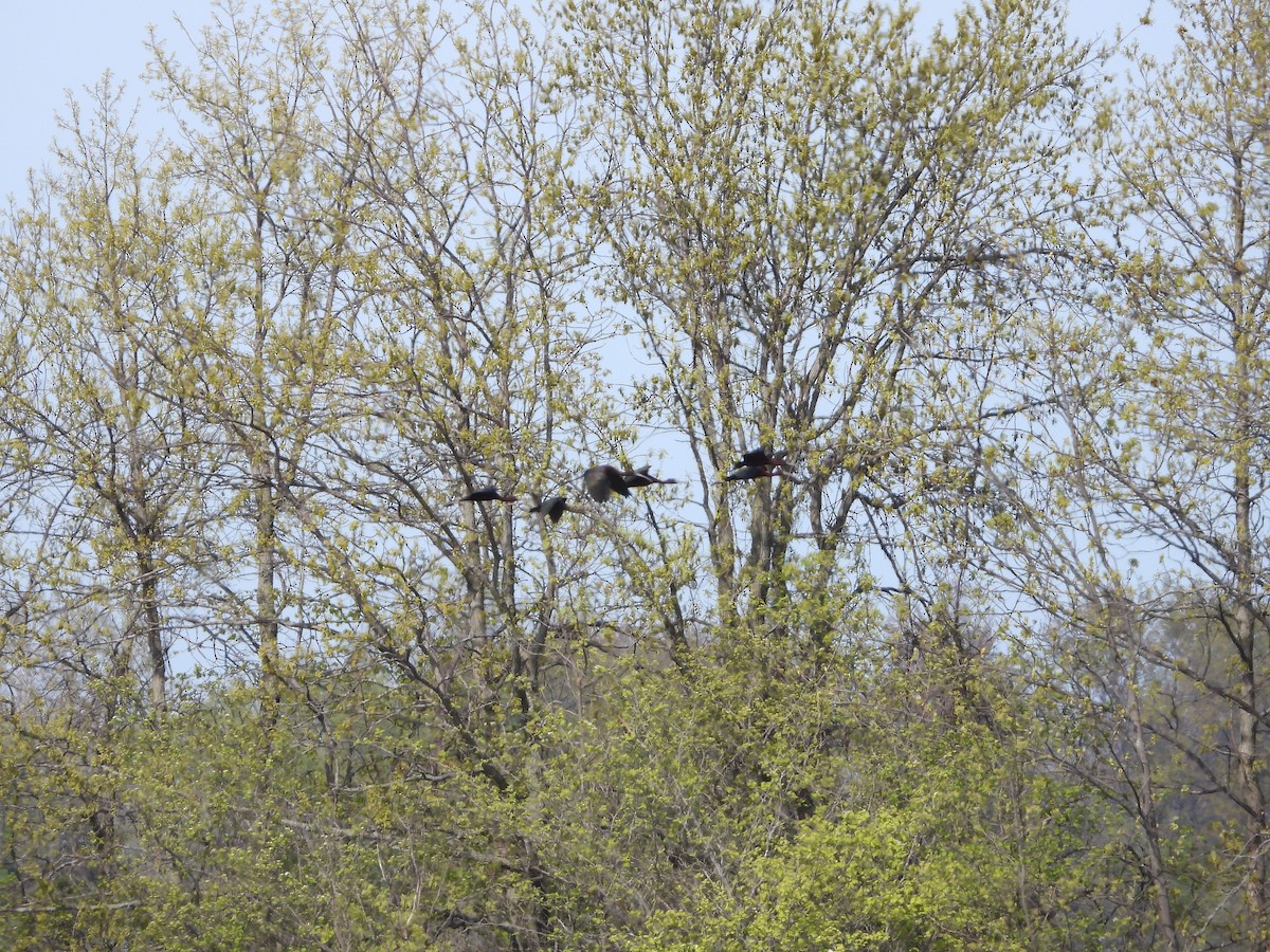 Glossy Ibis - George Prieksaitis