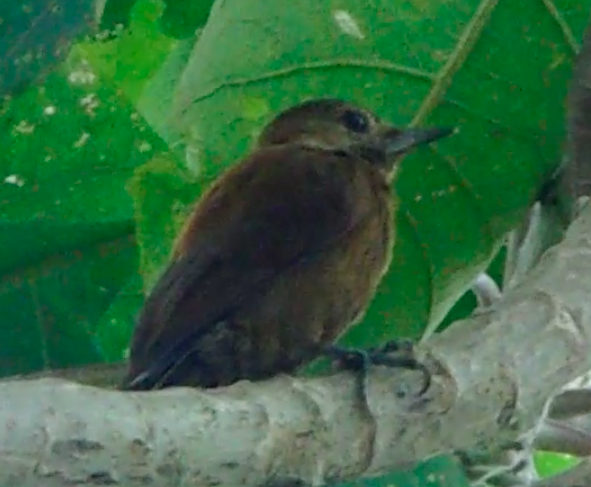 Smoky-brown Woodpecker - ML241258791