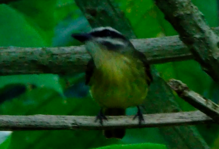 Golden-bellied Flycatcher - Sandra  Rairán