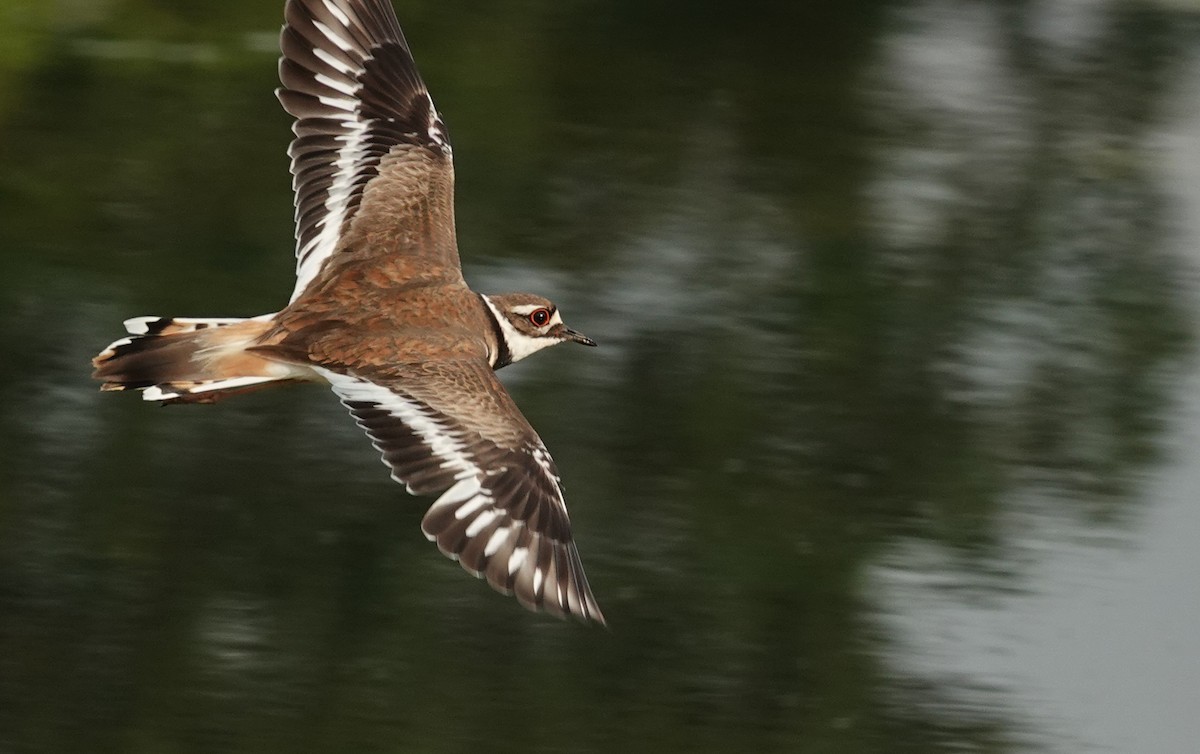 Killdeer - ML241259651