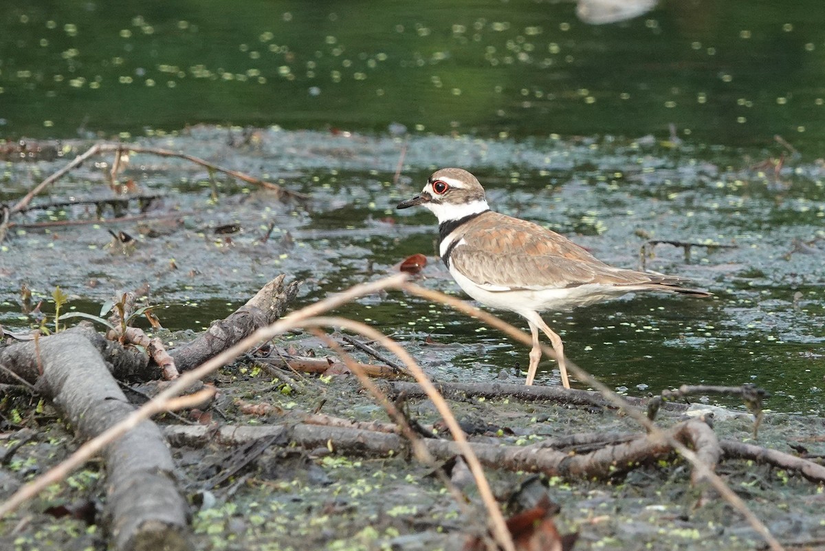 Killdeer - ML241259681