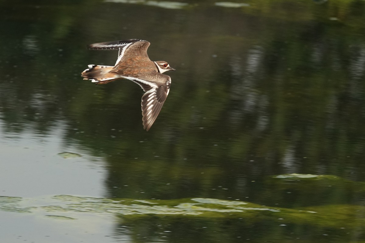 Killdeer - ML241259691