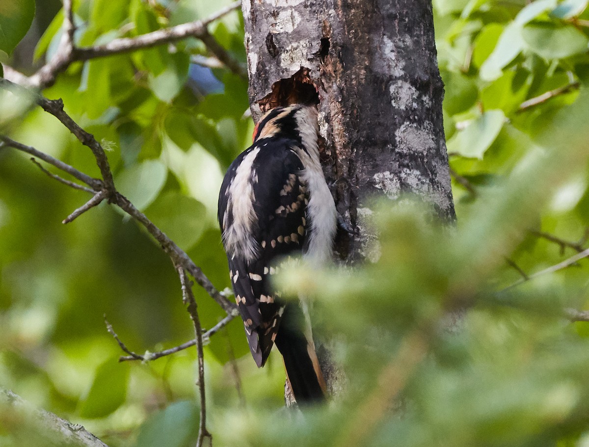 Hairy Woodpecker - ML241259881