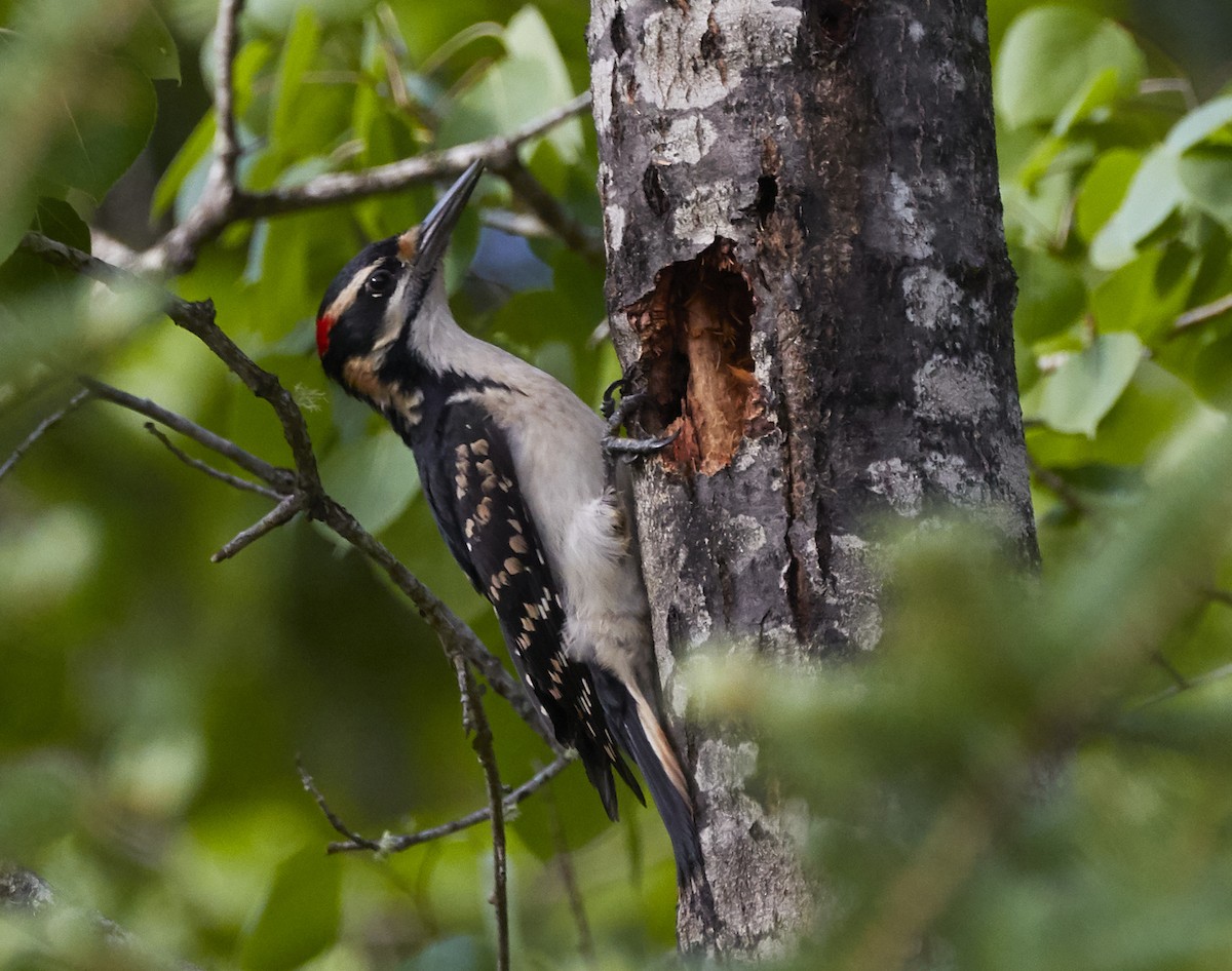 Hairy Woodpecker - ML241259891