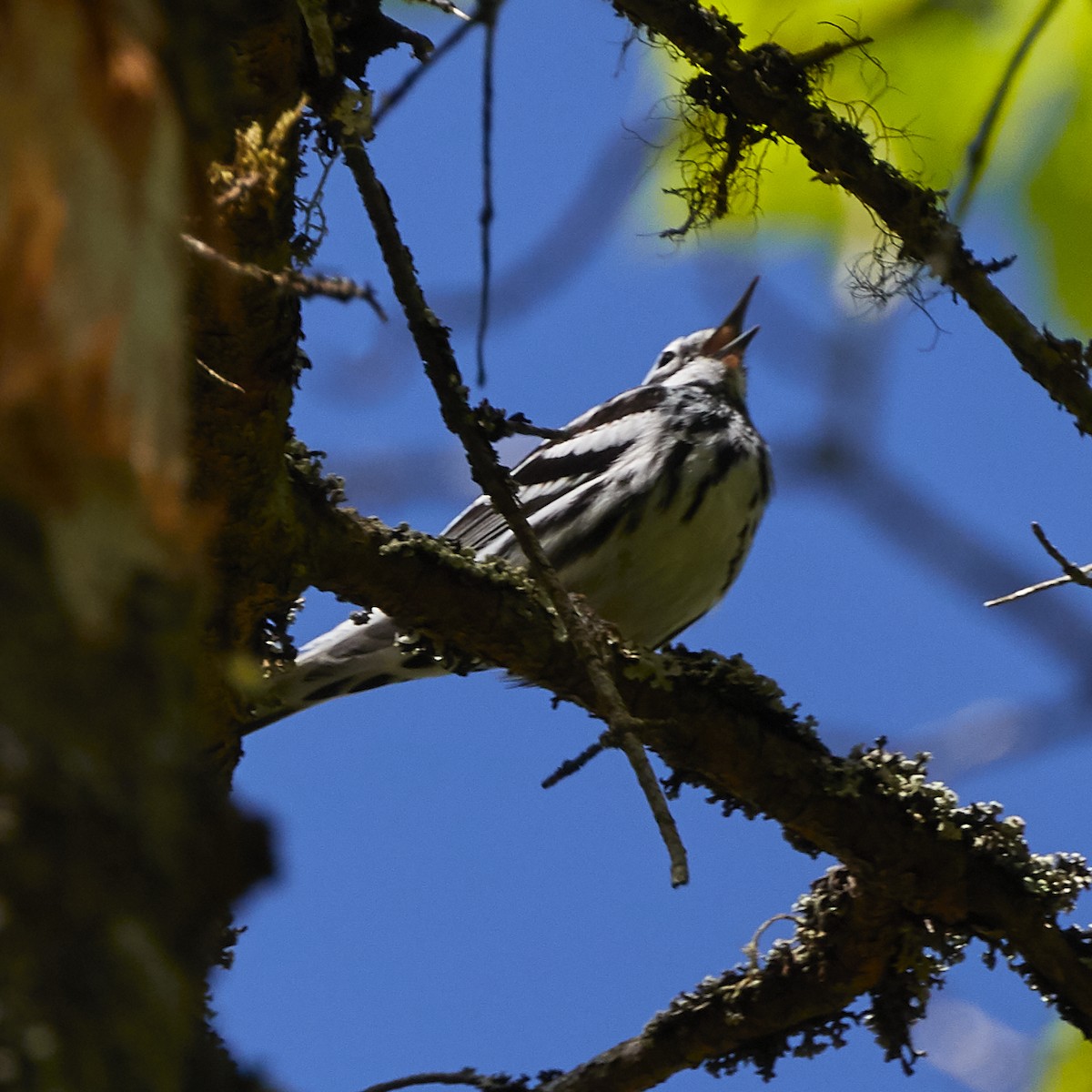 Black-and-white Warbler - ML241259991