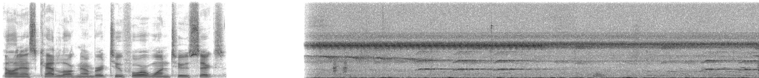 Аракарі чорногрудий (підвид mariae) - ML24126