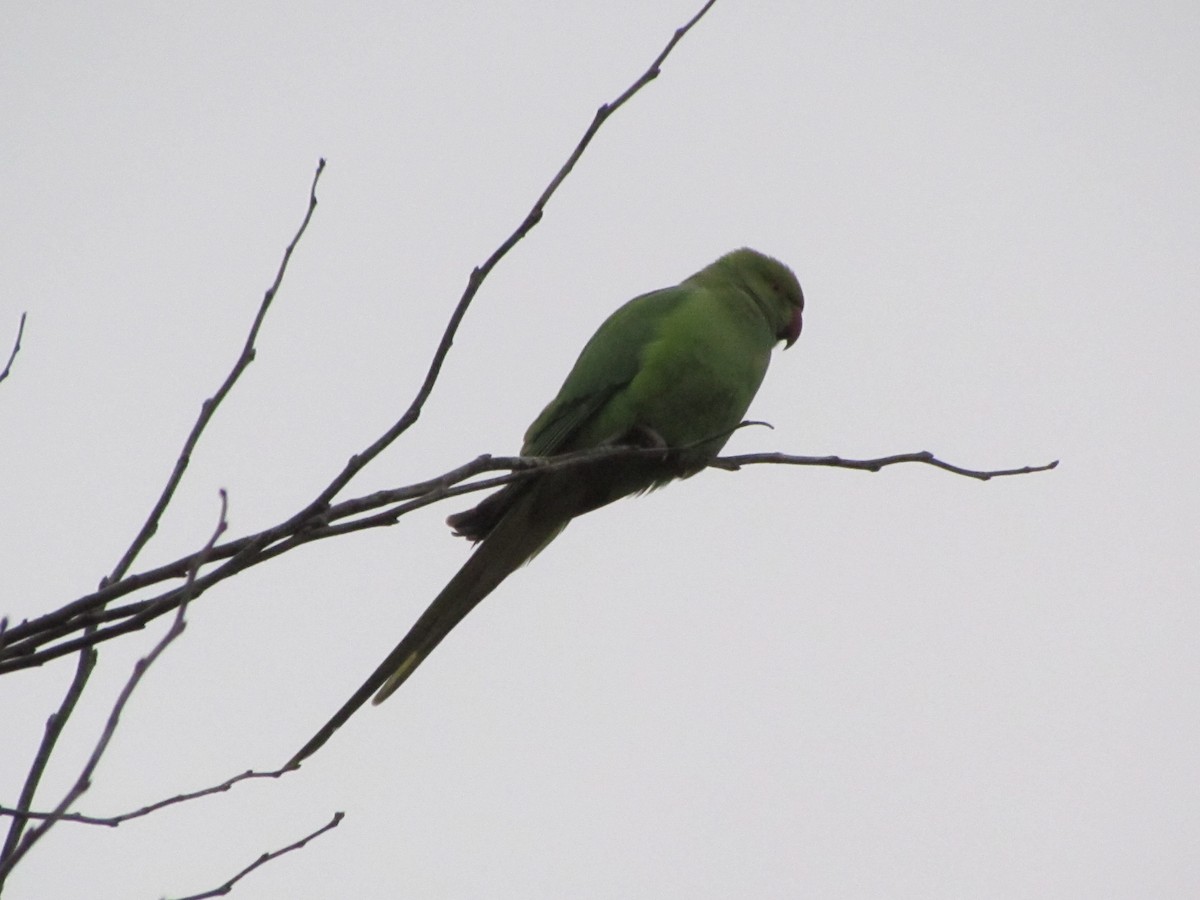 Yeşil Papağan - ML24126111