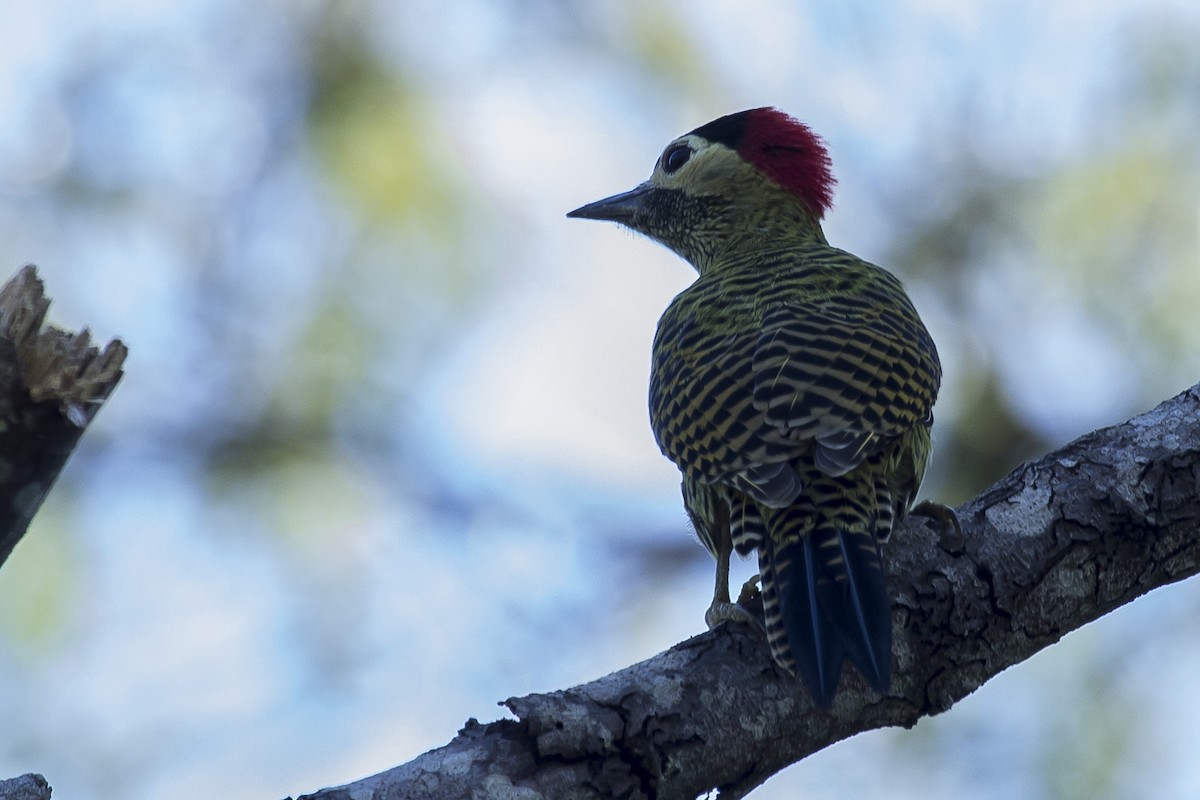 Green-barred Woodpecker - Claudio SOUZA